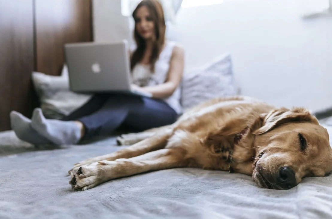 smart sofa bed